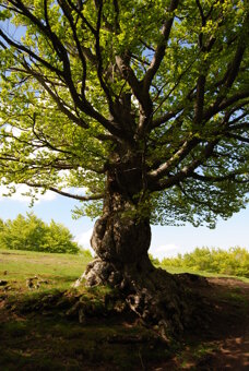 albero-faggio-gagus-sylvatica albero-faggio-gagus-sylvatica