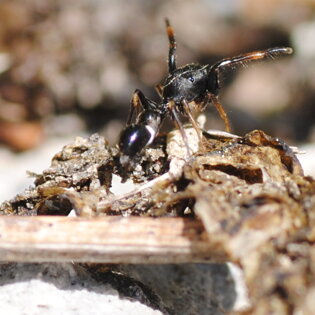 Leptorchestes sp. (Salticidae)