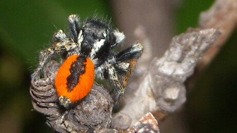 philaeus-chrysops-maschio-salticidae