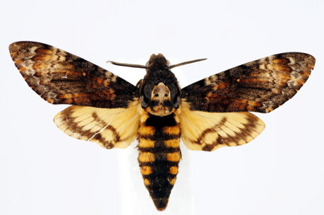acherontia-atropos-falena-sfinge-testa-di-morto acherontia-atropos-falena-sfinge-testa-di-morto