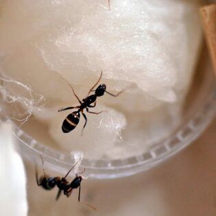 Camponotus barbaricus Figlie/operaie piene di acqua e miele Camponotus barbaricus Figlie/operaie piene di acqua e miele