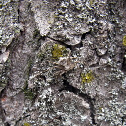 Philodromus margaritatus (Philodromidae) Ragno corridore