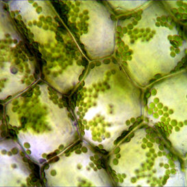 Egeria densa Cloroplasti di E. densa spostatisi ai bordi delle cellule per effetto della luce