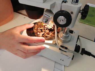 ecologia-del-suolo-microartropodi