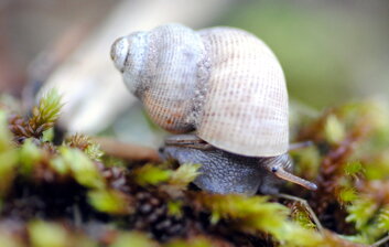 pomatias-elegans-pomatiidae