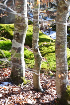 alberi-faggi-fagus-sylvatica alberi-faggi-fagus-sylvatica