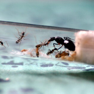 Camponotus barbaricus Scambio di cibo (trofallassi) Camponotus barbaricus Scambio di cibo (trofallassi)