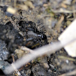 Melanogryllus desertus (Gryllidae) Grillo nero