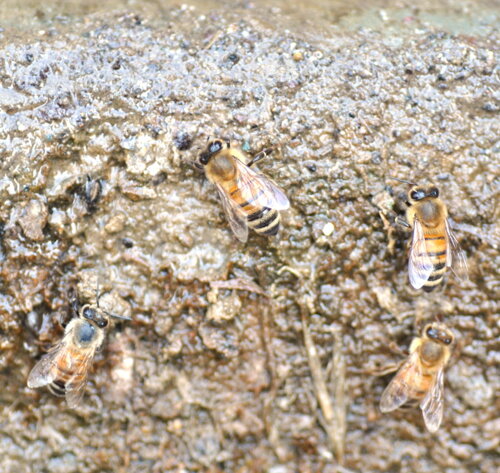 api-operaie-apis-mellifera api-operaie-apis-mellifera