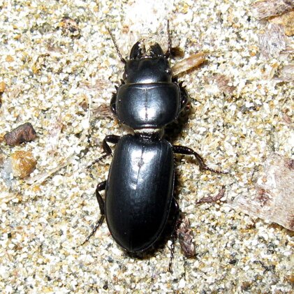parallelomorphus-laevigatus-carabidae