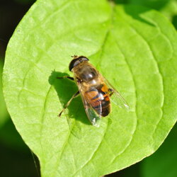 Eristalis sp. (Syrphidae)