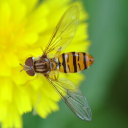 Episyrphus cf. balteatus (Syrphidae)