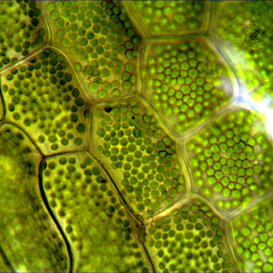 Egeria densa Cellule e cloroplasti di E. densa