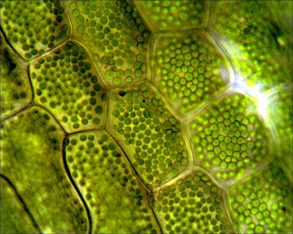 cloroplasti cloroplasti