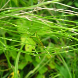 Stictocephala bisonia (Membracidae) Cicadella bisonte Stictocephala bisonia (Membracidae) Cicadella bisonte