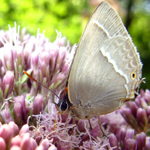 Favonius quercus (Lycaenidae)
