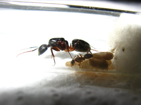 camponotus-barbaricus-formica-regina camponotus-barbaricus-formica-regina