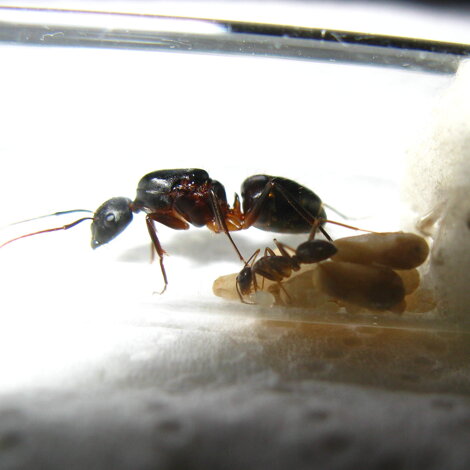 camponotus-barbaricus-formica-regina camponotus-barbaricus-formica-regina