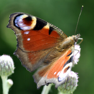 Aglais io (Nymphalidae)