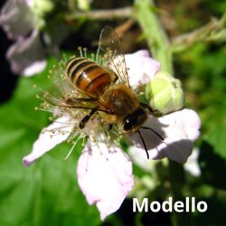 Apis mellifera (Apidae) Ape comune