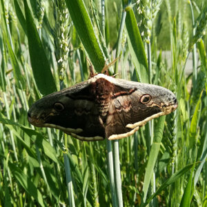 Saturnia pyri ( Saturniidae)