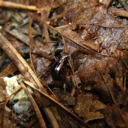 Notiophilus rufipes (Carabidae) Coleottero del suolo