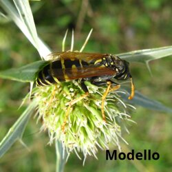 Polistes dominula (Vespidae) Vespa