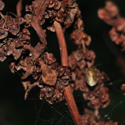Coreus marginatus (Coreidae) Ninfa di Coreide marginato