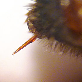 Pungiglione di operaia L'addome ospita il pungiglione che deriva da una trasformazione dell'ovopositore Pungiglione di operaia L'addome ospita il pungiglione che deriva da una trasformazione dell'ovopositore