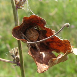 Araneus angulatus (Araneidae) Ragno tessitore