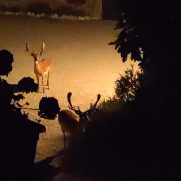 cerbiatti notturni cerbiatti di notte che passeggiano negli spazi comuni