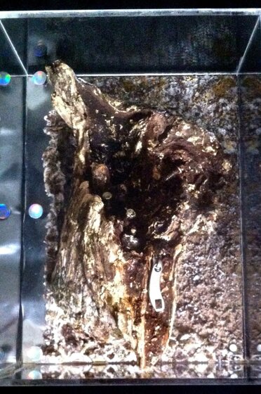 Box-Es n.1100 Camaldoli the tree 11/2024 - cm.32x24x14 Box-Es n.1100 Camaldoli the tree 11/2024 - cm.32x24x14