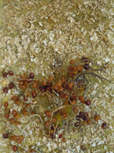 Box-Es n.1035 oro e palma 2011 - cm. 36x61x15 Box-Es n.1035 oro e palma 2011 - cm. 36x61x15