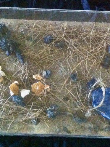 Box-Es n.1011 Box-Es n.1011