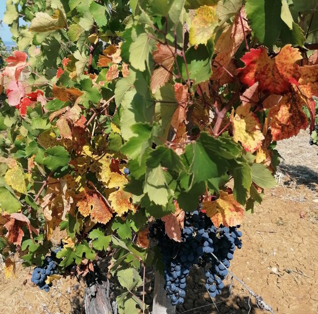 b0ed66f7-df21-40e2-9154-55375095b6aa