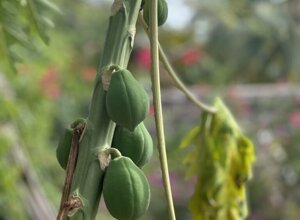 ec3d5b43-4f8a-4271-acdc-42f8d9c1edf1 ec3d5b43-4f8a-4271-acdc-42f8d9c1edf1