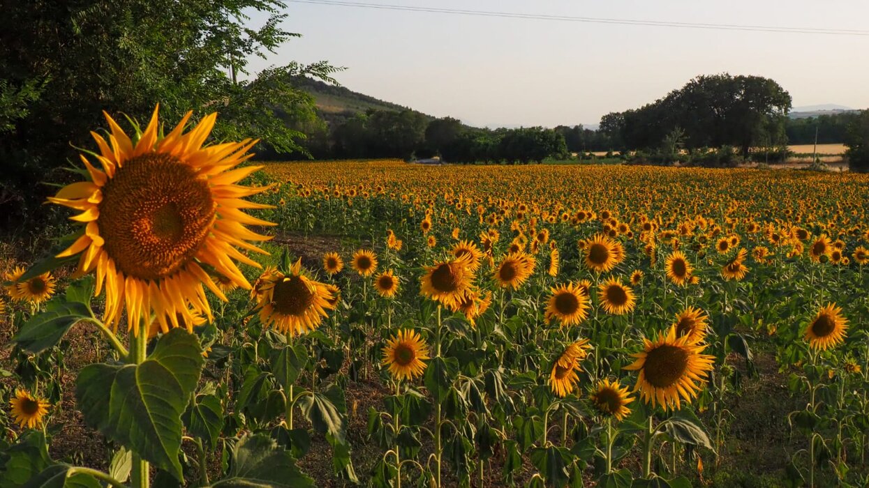 elevata insonorizzazione acustica
