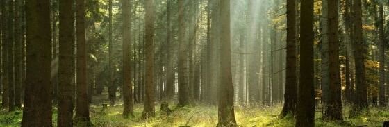 d0f1792c-7d09-43a0-889a-65be3b22c912