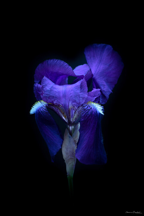 iris-1.jpeg