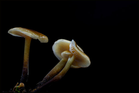 funghi.jpeg