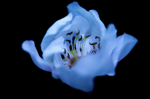fiori23modificato.jpeg