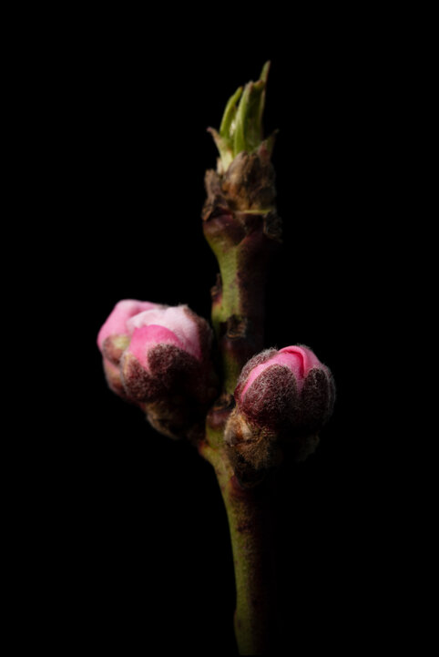 bloom.jpeg