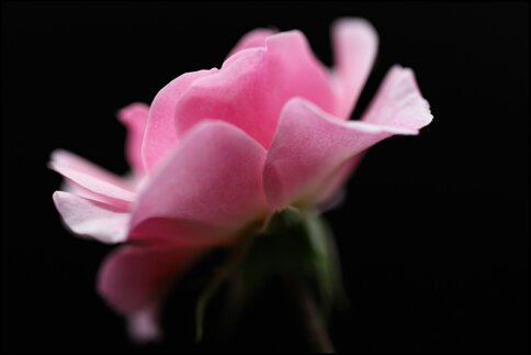 download-your-rose-scaled.jpeg