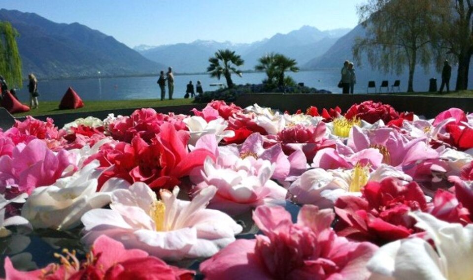 Camellia Festival in Locarno