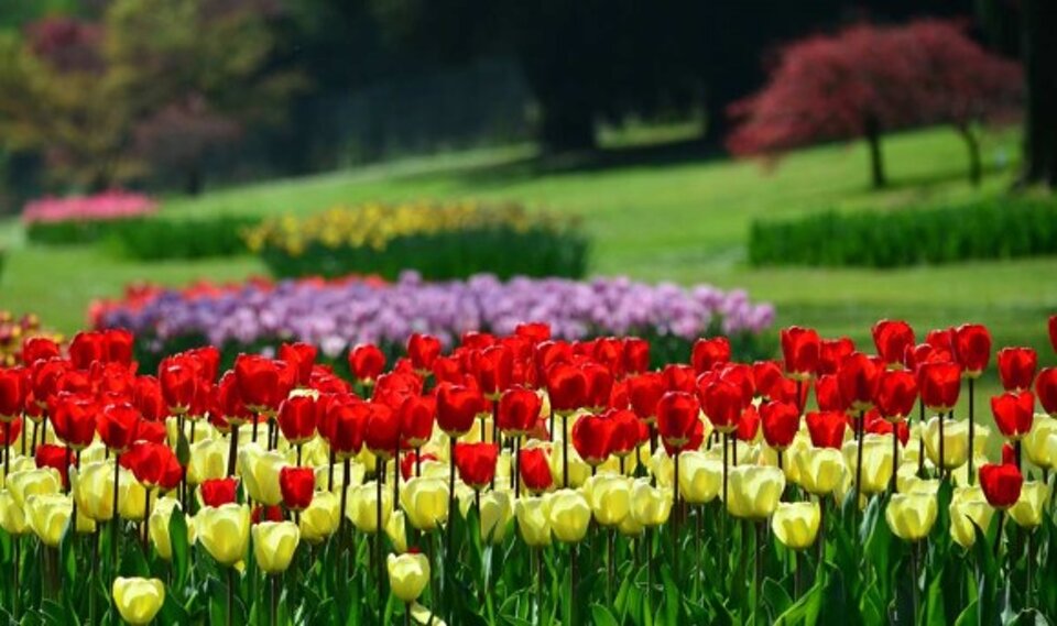 Lake Garda by Tulipanomania