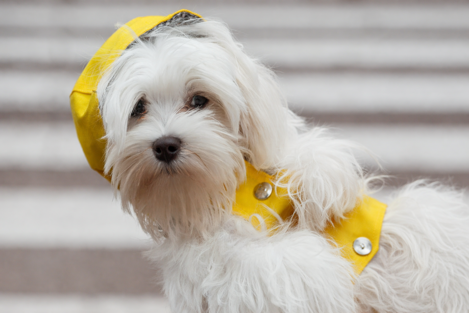 chatgpt image 18 dic 2025, 14_40_48