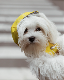 screenshot 2026-01-01 alle 18.22.53 screenshot 2026-01-01 alle 18.22.53