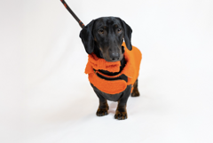 screenshot 2026-01-19 alle 11.17.29