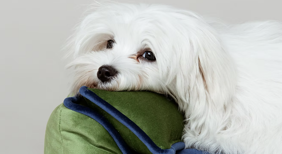 screenshot 2025-12-18 alle 15.27.13