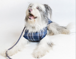 screenshot 2026-01-19 alle 13.18.03